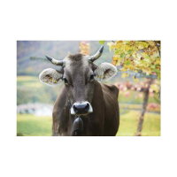 Alois Lageder - Sauvignon Blanc S&uuml;dtirol DOC 2020