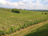 Isidoro Polencic - Chardonnay Collio DOC 2018